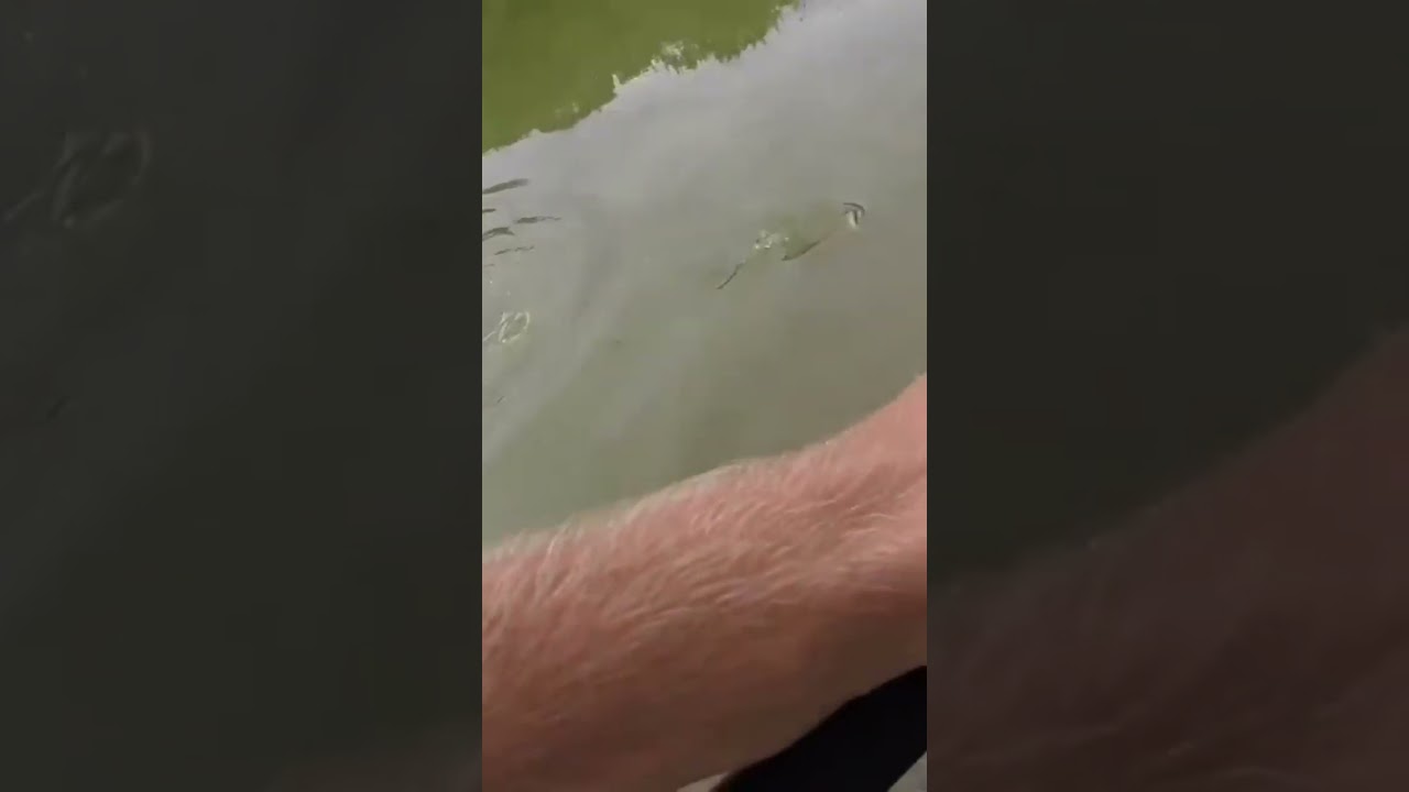Bass Fishing Big Bass On A Rattle Trap!