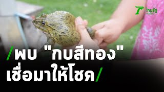 ฮือฮา 'กบสีทอง'เข้าบ้าน เชื่อมาให้โชค | 09-05-64 | ข่าวเช้าไทยรัฐ เสาร์-อาทิตย์