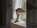 When I bought an air hammock, the daily life of Big and Xiao Mi, the Douyin cute pet plan, pleas