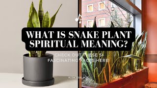 What Is Snake Plant Spiritual Meaning?  Check Out These 5+ Fascinating Facts Here!