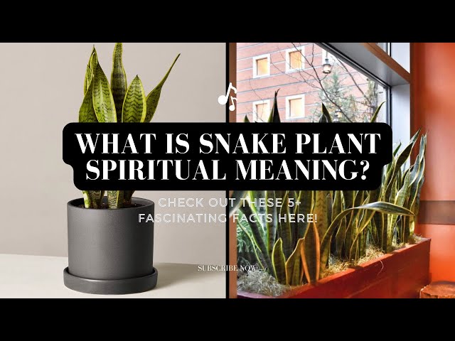 pot for zz plant ZZ Plant – Uniquely Chic Florist main image 0