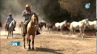 RECOGIDA DE LAS YEGUAS - CANAL SUR