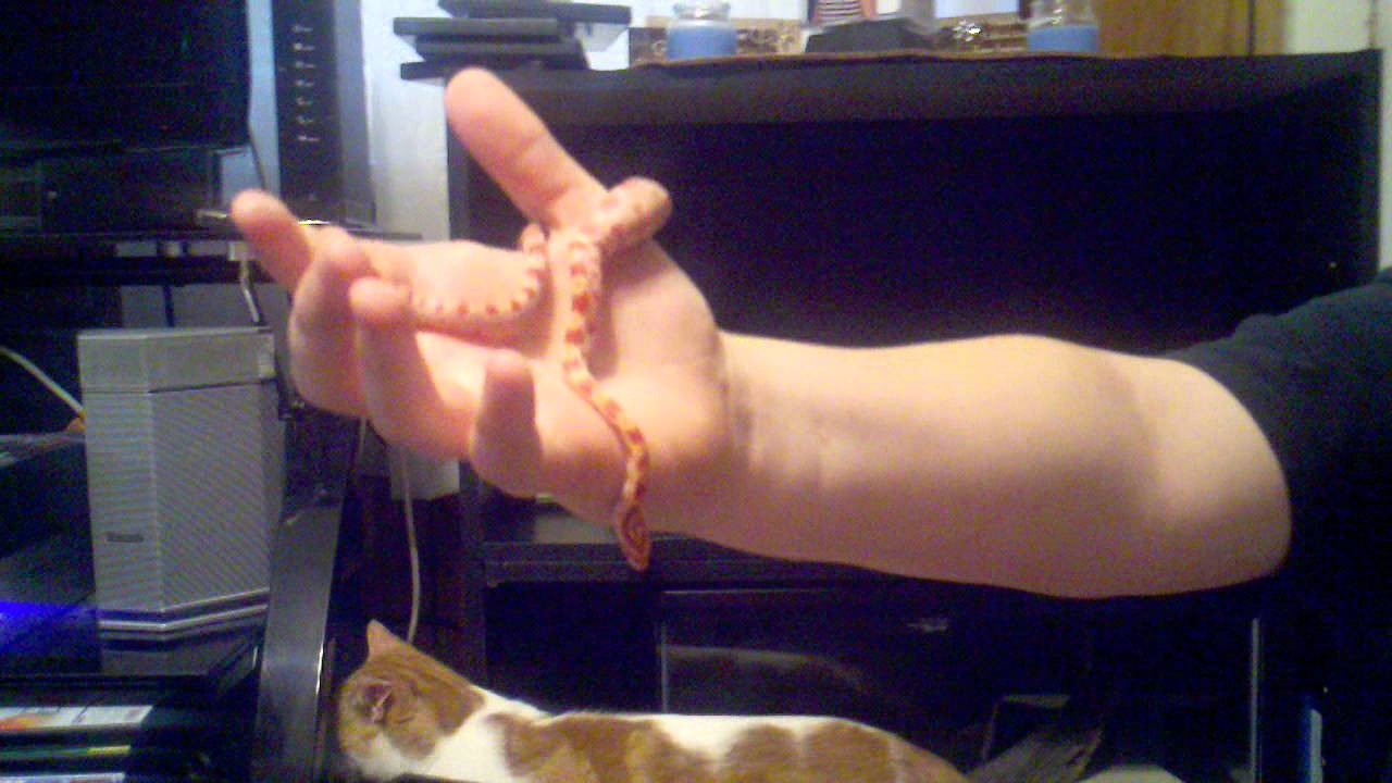 video phone beyonce mp3 Baby albino corn snake