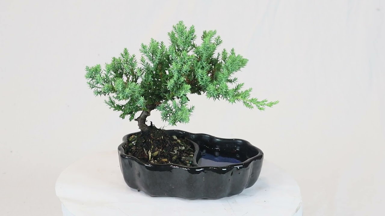 Green Mound Juniper (Nana) Outdoor Bonsai Zen Reflections