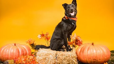 San Diego Humane Society's Nina Thompson offers ti...