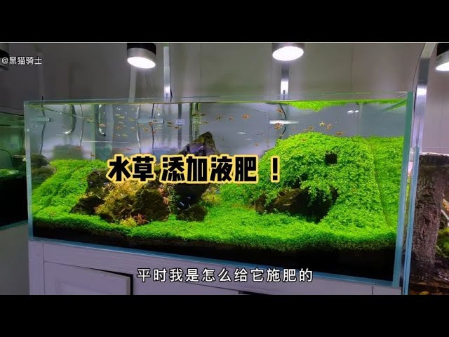 草缸什么时候该施肥 水草怎么正确添加液肥 这个视频实操演示 Youtube
