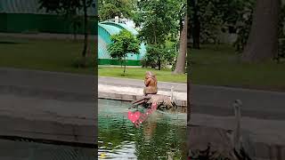 #цапля#горпарк#лебеди#утки #природа #событиедня #саратов #май2025год