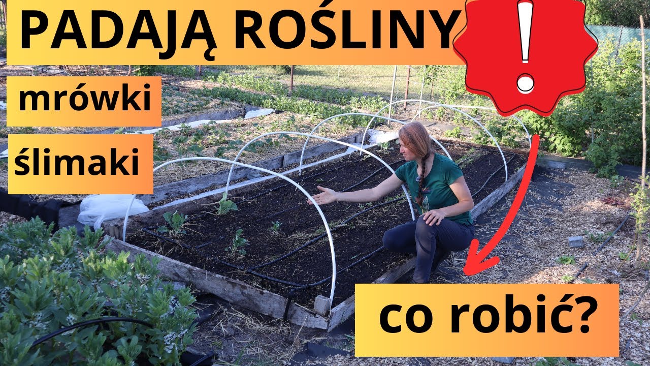 Jak pokonać szkodniki/mrówki/ślimaki/wrotycz/ziemia okrzemkowa