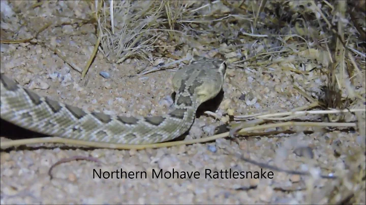 Night Cruising ( for snakes ) in the Mojave Desert