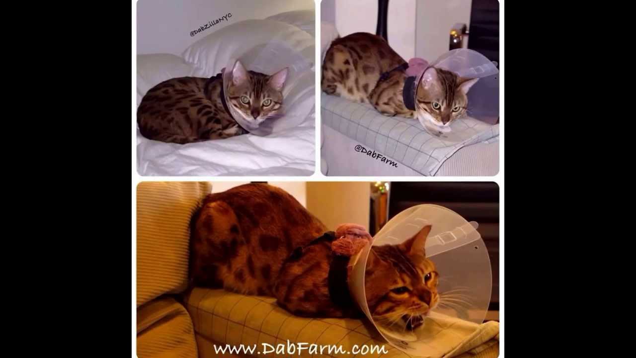 Bengal Cat Madness at DabFarm.com