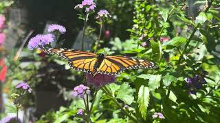 Enjoy this video of a Monarch Butterfly #butterfly #monarch #nature #flowers #summer 