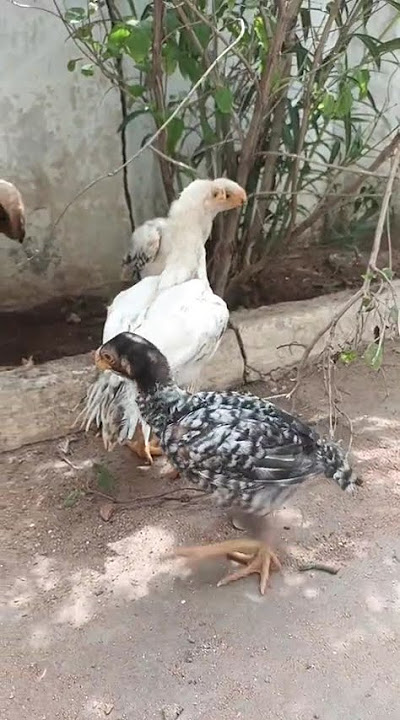 81858 49786    23 September 2025