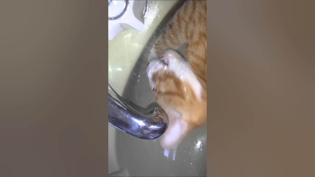 And they say cats dont like water ;) YouTube