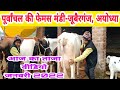 यूपी की फेमस मंडी-जूबैरगंज में गायों की दूध के साथ कीमत जानें || jubarganj pashu mandi ||