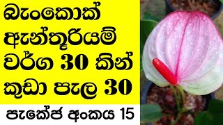 බැංකොක් ඇන්තූරියම් වර්ග 30 කින් කුඩා පැල 30 ක් විකිණීමට | anthurium wagawa | bankok anthurium