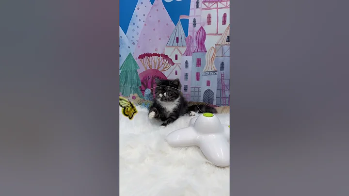 Video 6029681: tabby exotic shorthair, shorthair tabby kitten, exotic shorthair female kitten, exotic shorthair black