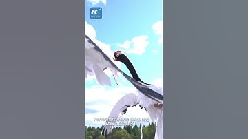 Thumbnail of Crane dance in NE China