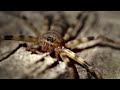 Huntsman Spider Hunting Strategies