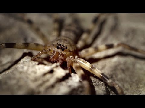 The Giant Huntsman is a Cave Spider of Nightmarish Proportions