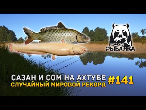 Видео: Сазан и Сом на Ахтубе. Случайный мировой рекорд - Русская Рыбалка 4 #141