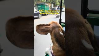 POV: He thinks we’re going for a joyride.#beagle #funny #doglover