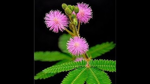 Tại sao cây Mắc cỡ lại mắc cỡ - Thực vật thú vị