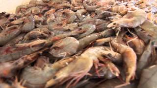 Behind the Scenes: The Gulf Coast Shrimp Industry