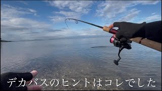 琵琶湖北湖 シャローの大物を仕留める