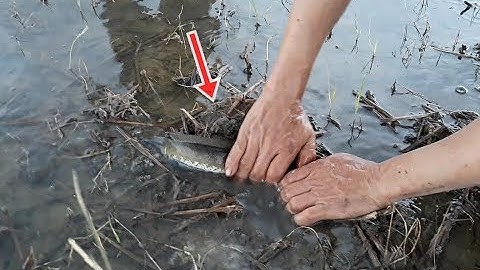 Mưa cá rô, cá lóc lên ruộng bắt vui và đã | Catch perch, snakehead fish on the field