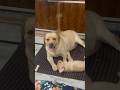 sare Sansar ka Pyaar Maine tujhe Se Paaya#labrador #youtubeshorts #bestfeed #puppy #shorts