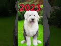 2023 old english sheepdog vs 5000 bce old english sheepdog