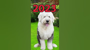 2023 Old English Sheepdog vs 5000 bce Old English Sheepdog