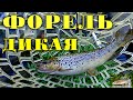 Форель дикая. Рыбалка в Ленинградской области. Июль 2021.