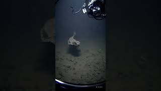 Descubrimiento Increíble en la Fosa de las Marianas Incredible New Species Found in the Mariana Tr