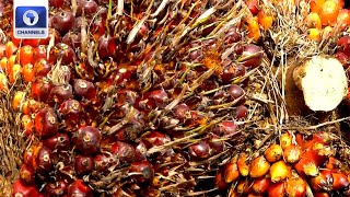 Experts Warns Against Planting Adulterated Oil Palm