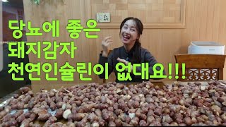 당뇨에 좋은 돼지감자에 천연인슐린이  없대요~(돼지감자 첫 수확, 캐는시기, 보관방법)