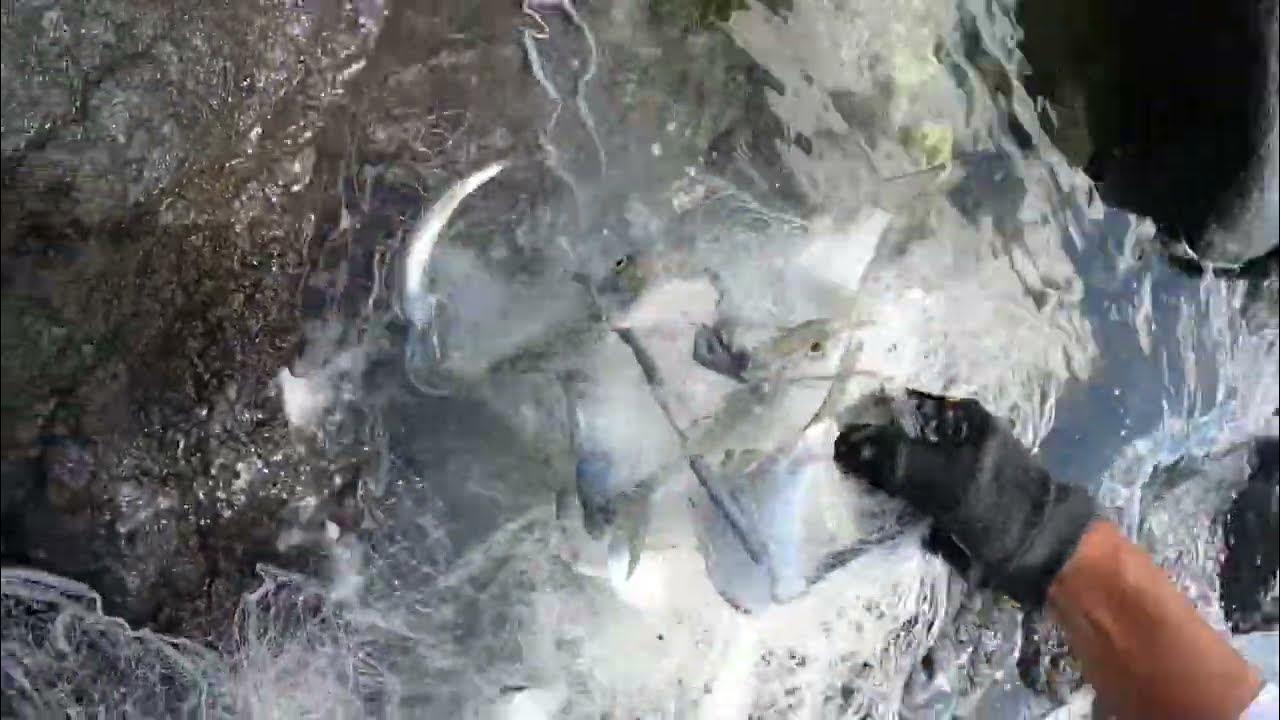 Hawaii Throw Net Aholehole YouTube