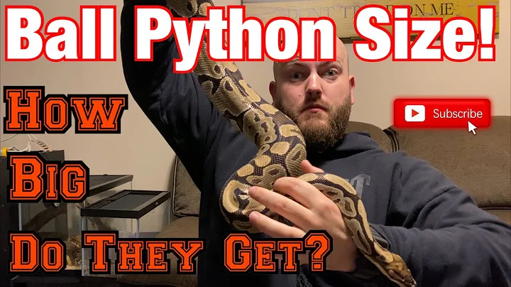 One Huge Ball Python!! So how big do they actually get? Various stages of growth for Ball Pythons!
