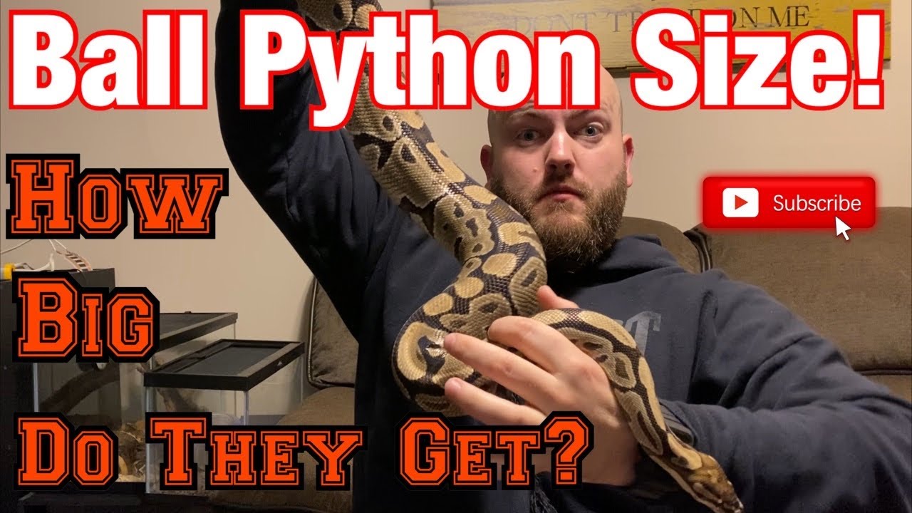 How Big Does a Ball Python Get?