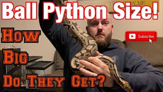 One Huge Ball Python!! So how big do they actually get? Various stages of growth for Ball Pythons!