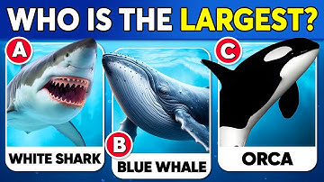 How Good Is Your Knowledge of SEA ANIMALS? 🐳🐬🐠✅ General Knowledge Trivia Quiz
