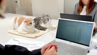 留守番が寂しくて会社の会議についてきちゃった猫たちがかわいすぎました笑