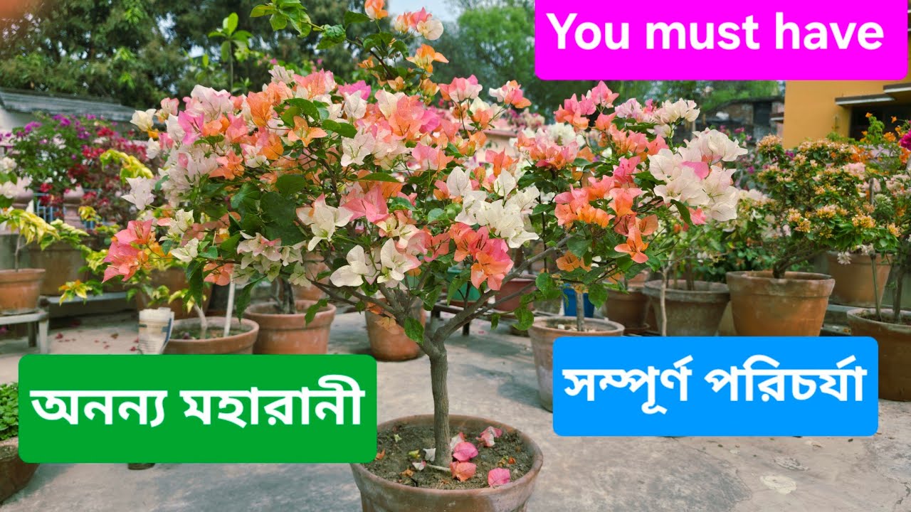 অনন্য মহারানী বাগানবিলাস|Detailed review of Maharani Bougainvillea|@SubMomThita 