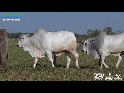 LOTE 114 - DUPLO - 16º Mega Leilão Genética Aditiva e Convidados