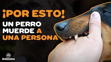 ¿Por qué muerden los perros a las personas?