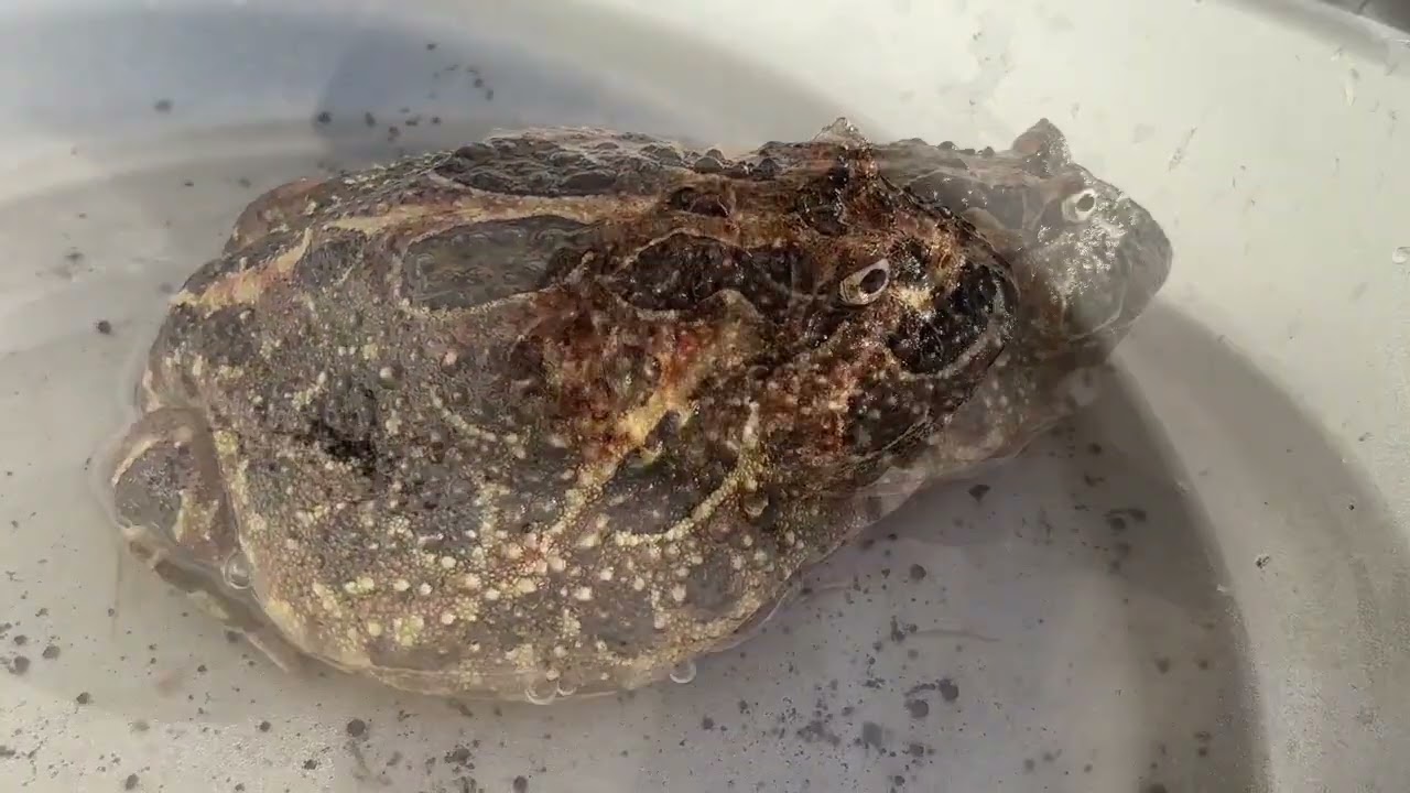 クランウェルツノガエル動画集(255)2025.12.23 - YouTube