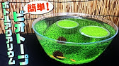 卓上 メダカのビオトープ 掃除のしかた 100均diyメダカ室内飼育メンテナンス Mini Biotope Maintenance Youtube 卓上 メダカのビオトープ 掃除のしかた 100均diyメダカ室内飼育メンテナンス Mini Biotope Maintenance Youtube