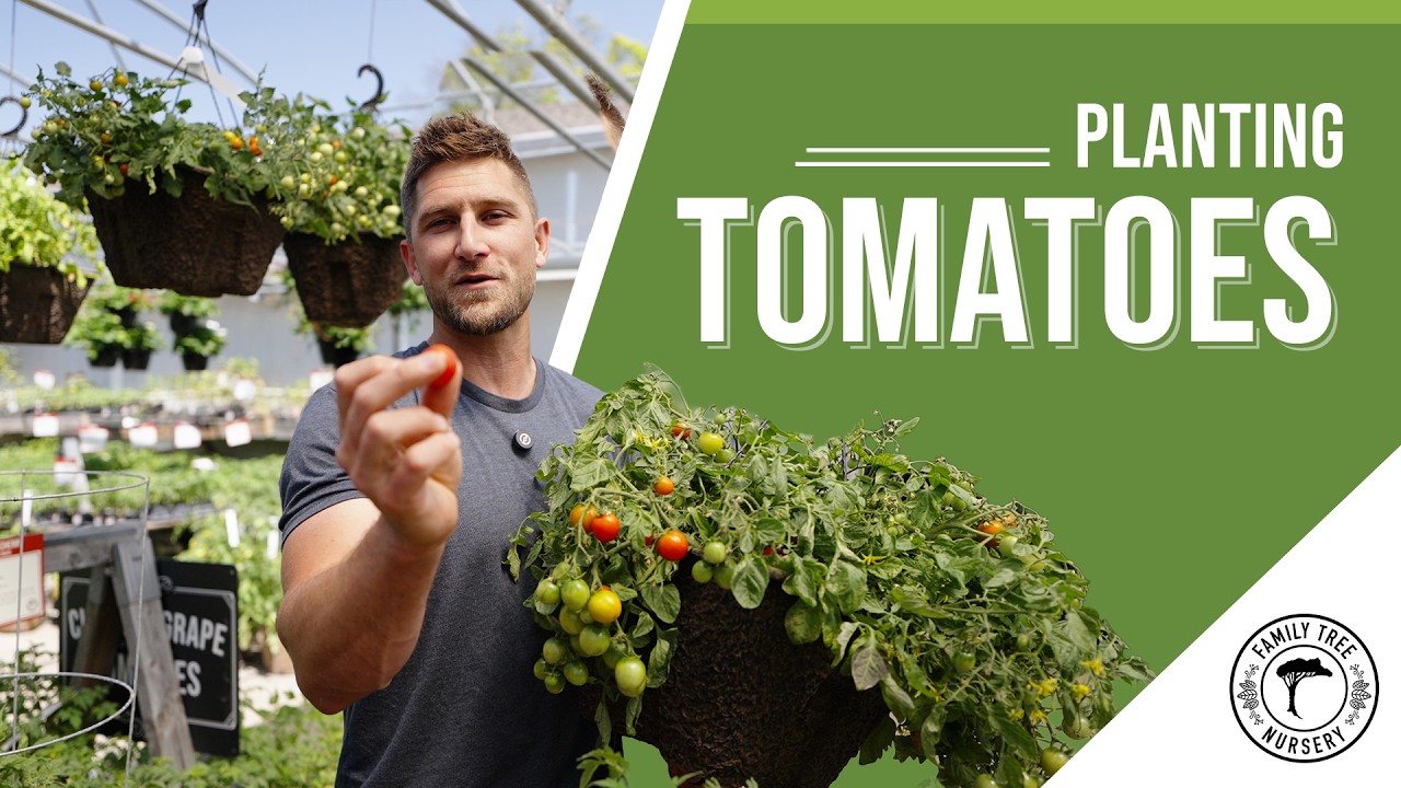 トマトページ❺ Tomato Growing Guide for Zone 6 Gardeners: Varieties, Fertilizer