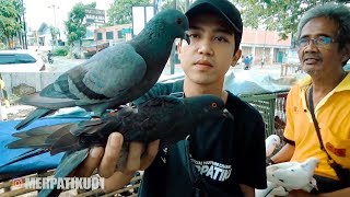 MENCOBA BELI BURUNG DIPILIHIN SAMA PENJUALNYA