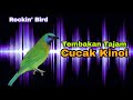 Masteran Tembakan Tajam Burung Cucak Kinoi Mp3 - Mp4 Download